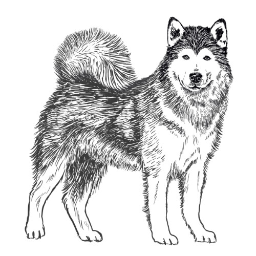 Alaskan Malamute Illustration | The Enlightened Hound
