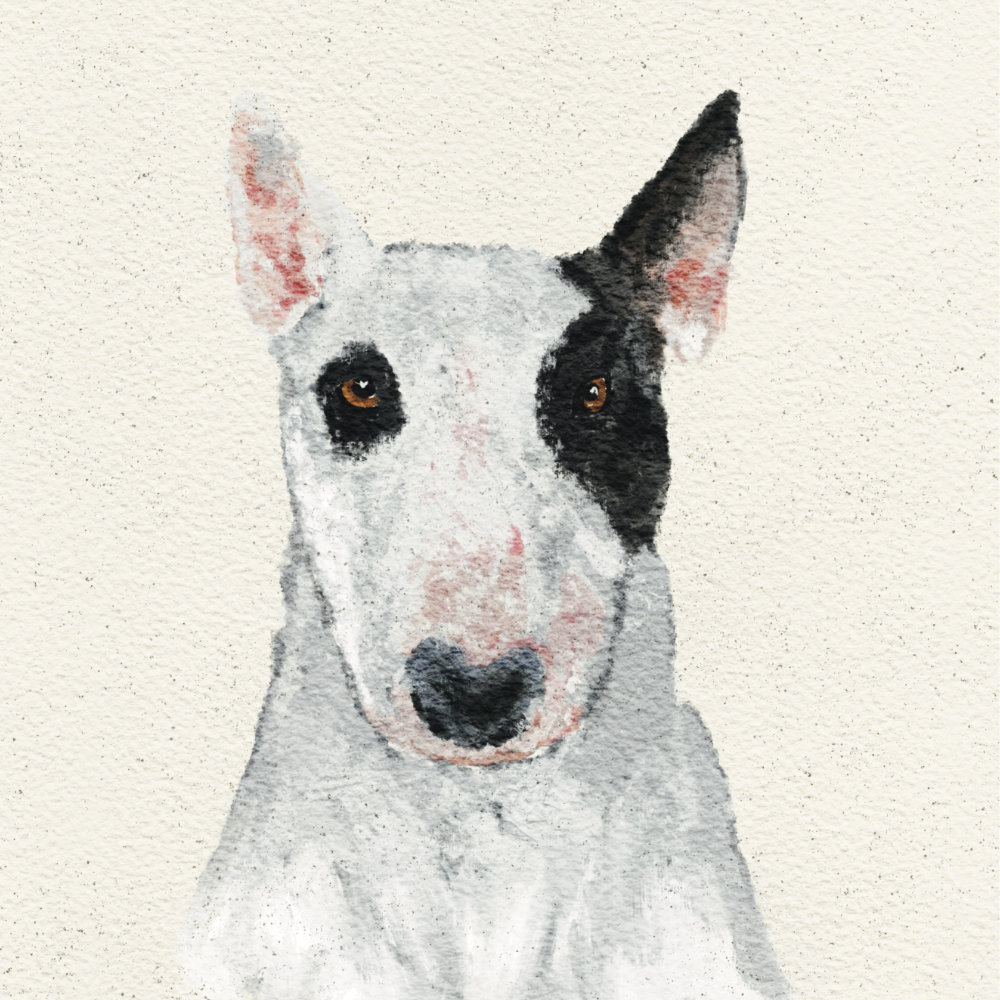 Bull Terrier Art Illustration | The Enlightened Hound
