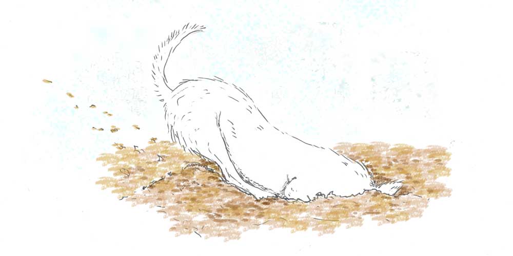 Dog Digging Sketch Illustration | The Enlightened Hound