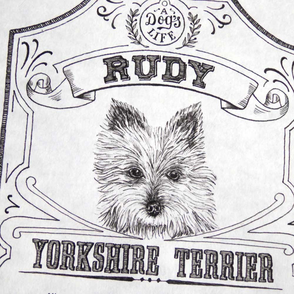 Yorkshire Terrier Pen Ink Illustration Portrait | The Enlightened Hound