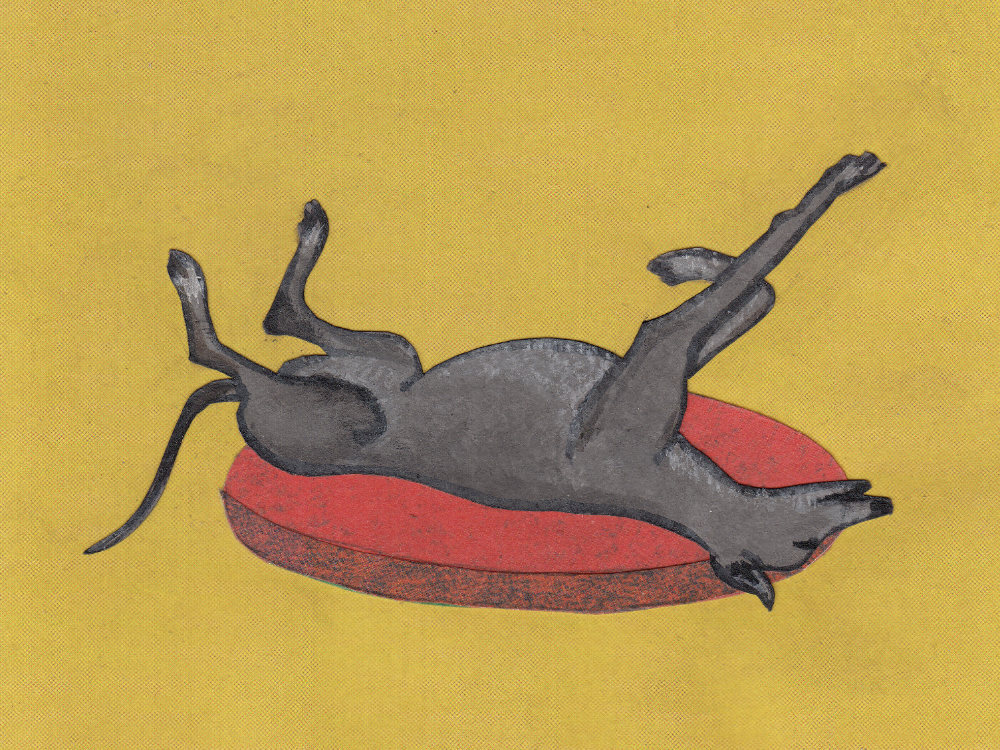 Greyhound roaching |The Enlightened Hound