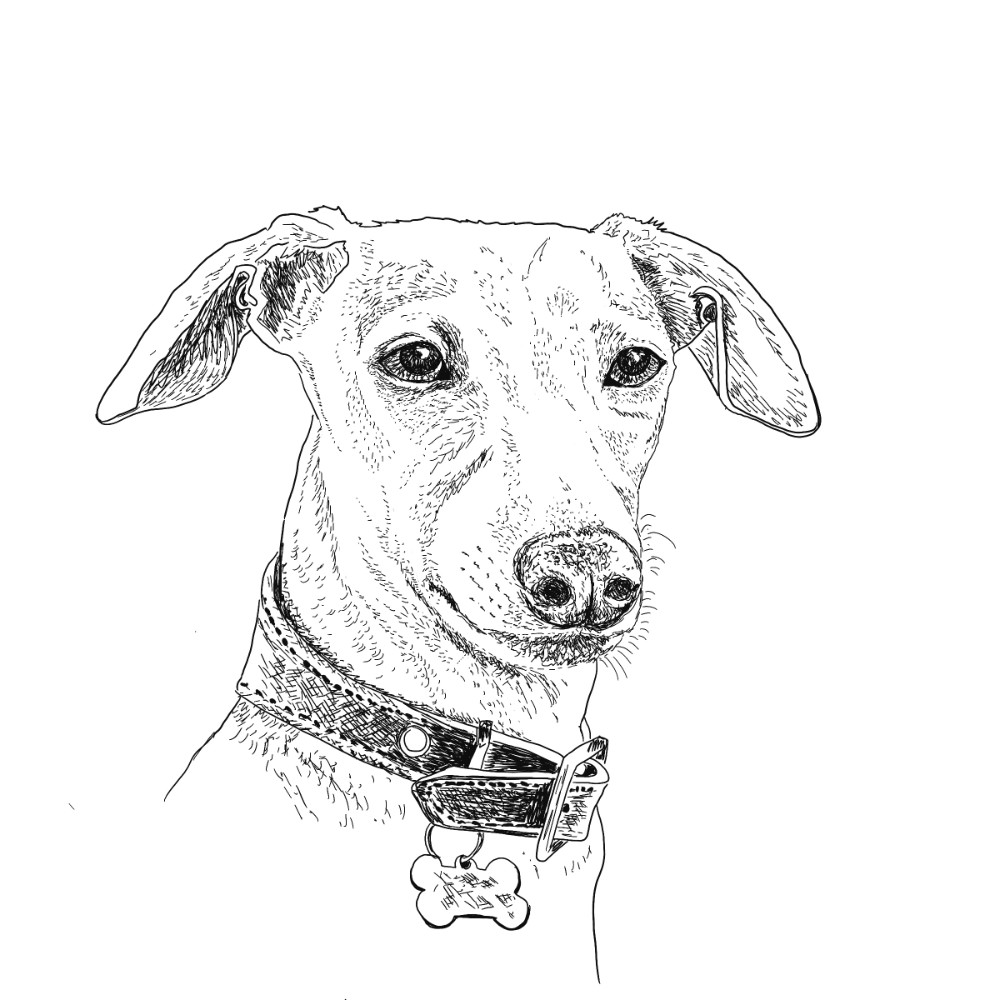 Pen & Ink Dog Drawings Illustrations | The Enlightened Hound