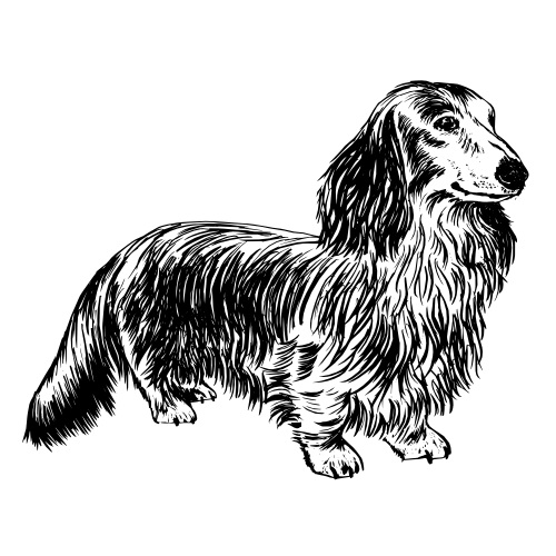 Long Haired Dachshund Illustration | The Enlightened Hound