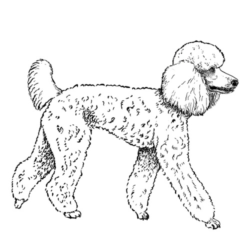 Poodle Illustration | The Enlightened Hound